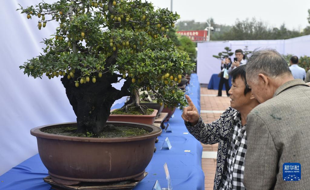 澳门三合揽珠历史开奖